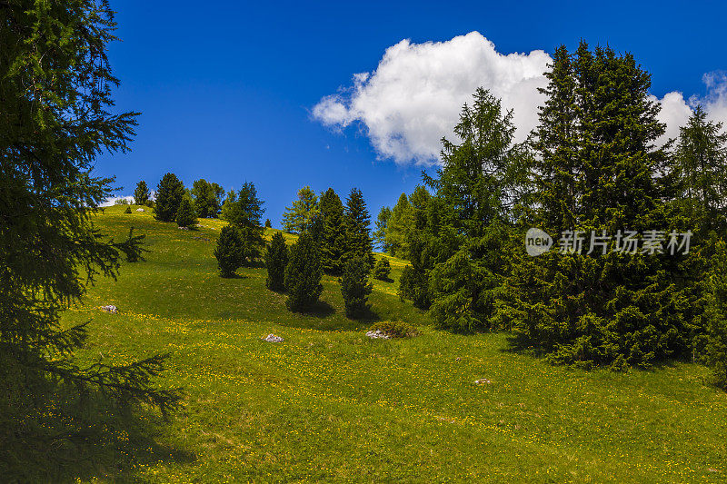 田园诗般的Dolomites草地景观- Val Gardena，意大利